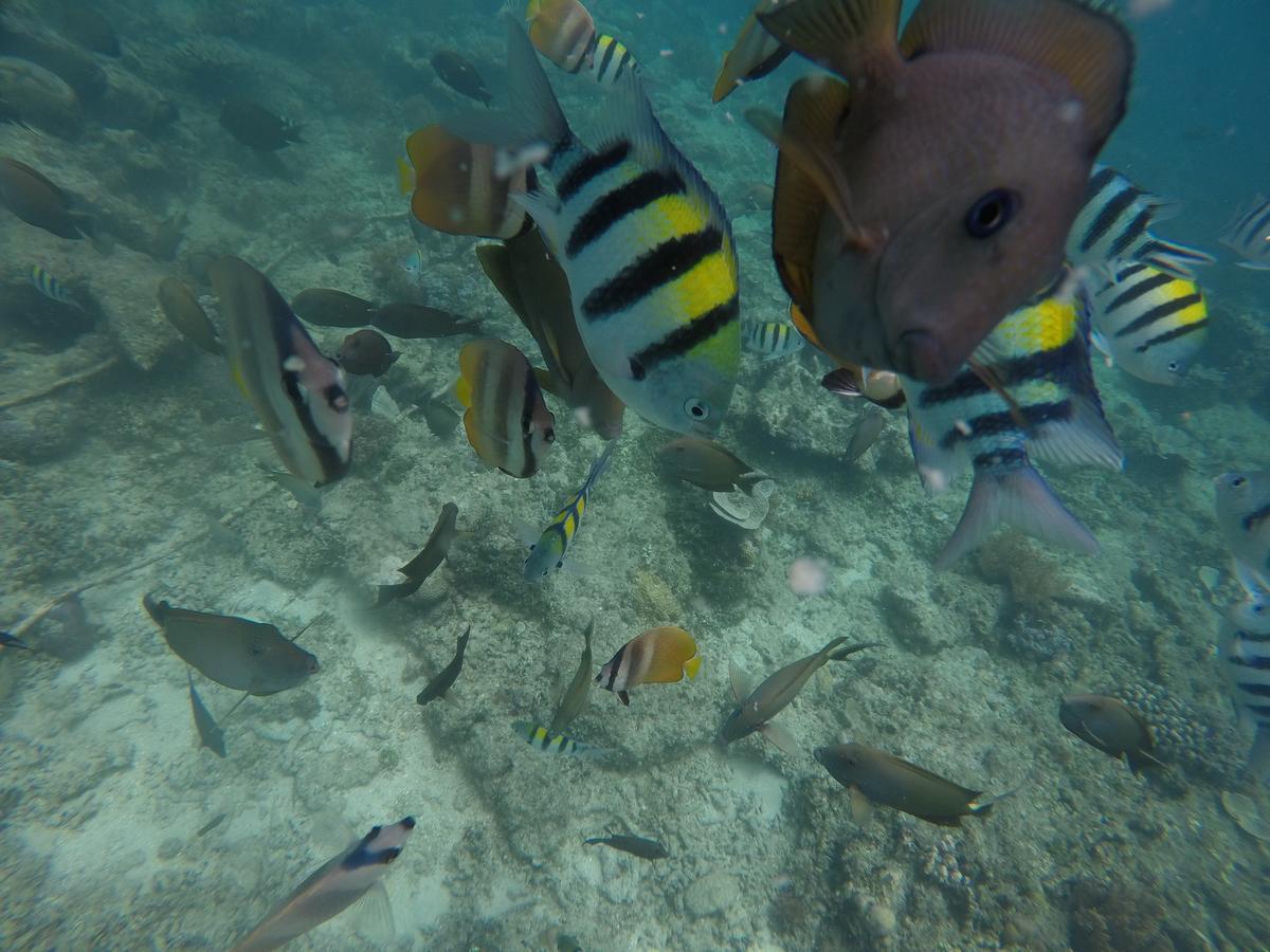 Meisya Cottage Gili Trawangan Kültér fotó